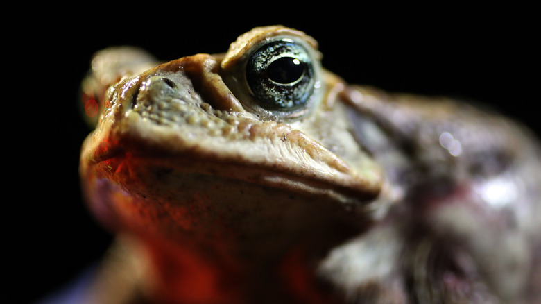 Photo of a poisonous cane toad