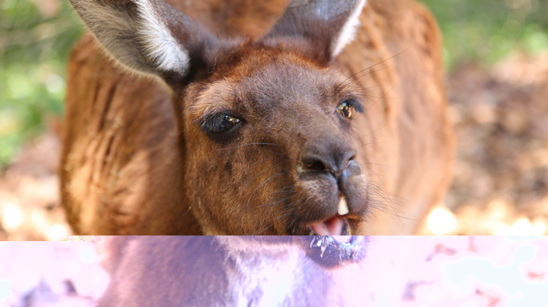 Photo of an angry kangaroo