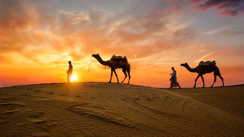 Camels led in the desert