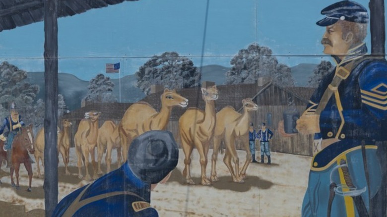 U.S. cavalry encounter camels
