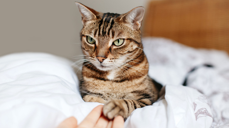 Cat with paw on human hand