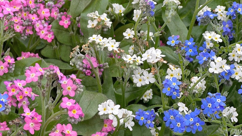 Pink, white, and blue forget-me-nots.
