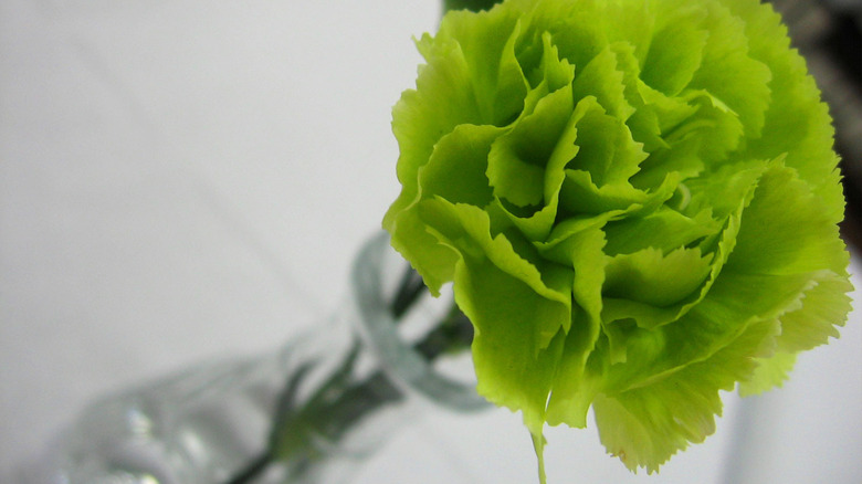 A single green carnation.