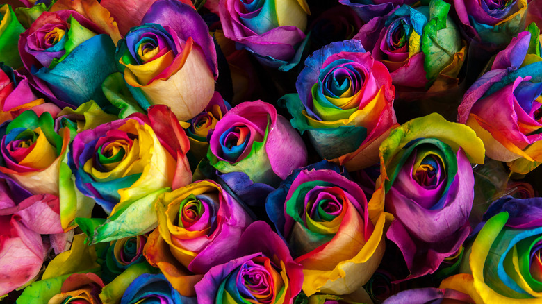 Rainbow dyed roses.
