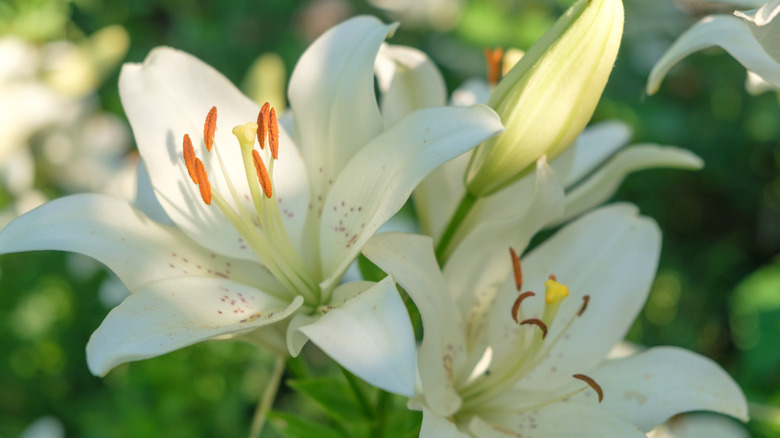White lilies.