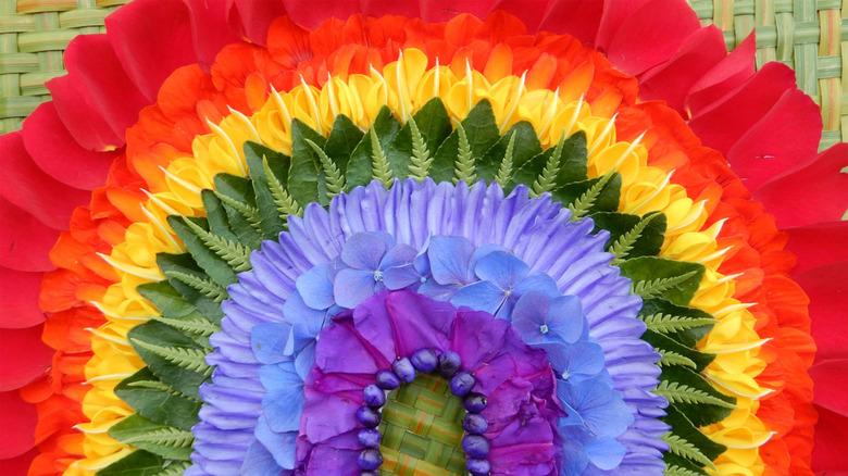 Rainbow of flower petals and leaves.
