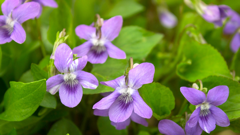 Fragrant wild violets.