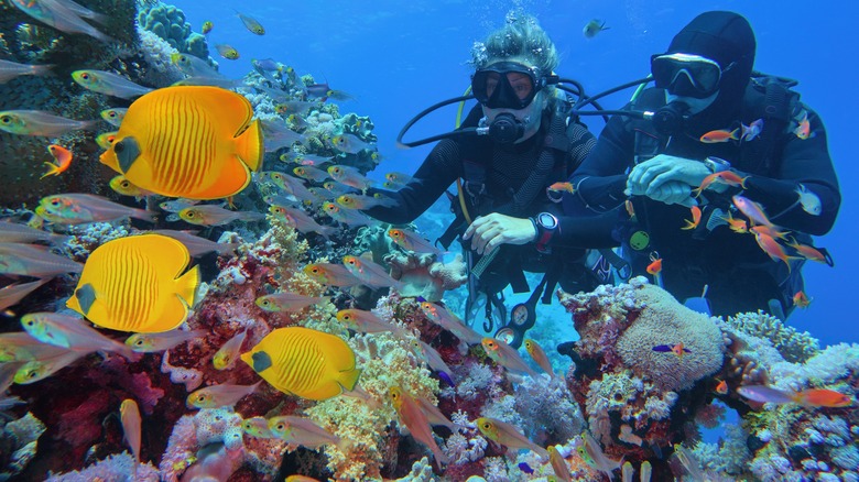 Divers exploring Great Barrier Reef 