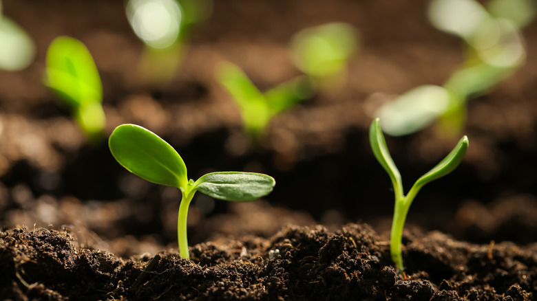seedlings in fertile soil