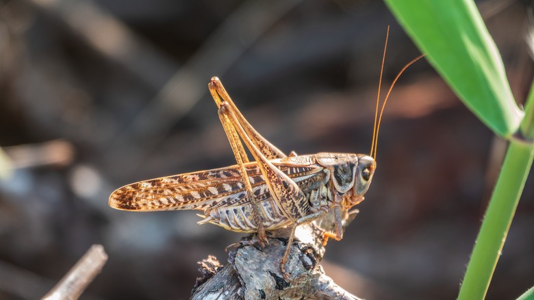 Grasshopper sitting on branch