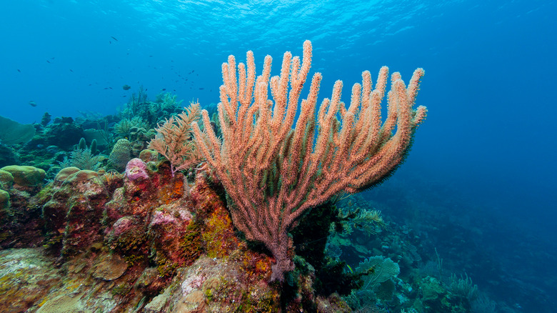 Coral under the sea.