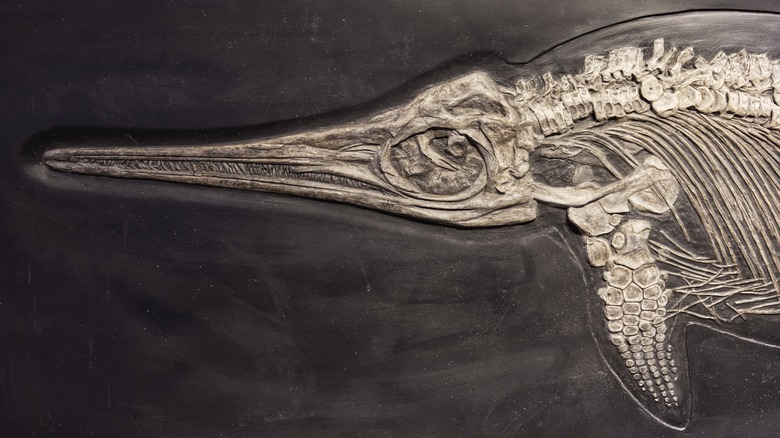 Ichthyosaur fossil on a dark background.