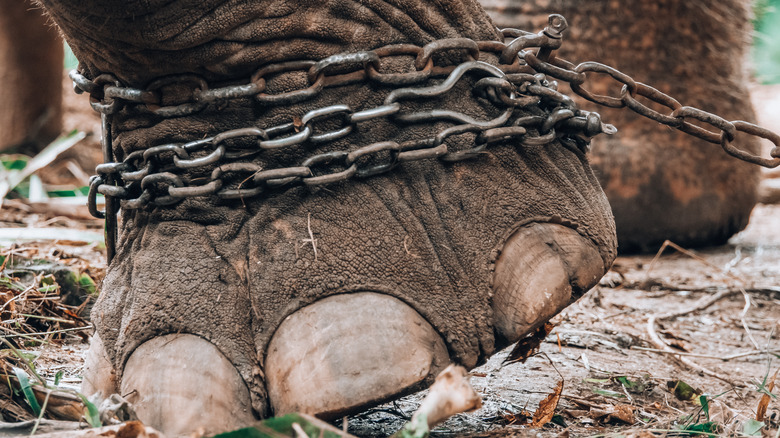 An elephant leg in chains