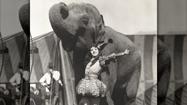 A circus performer and an elephant
