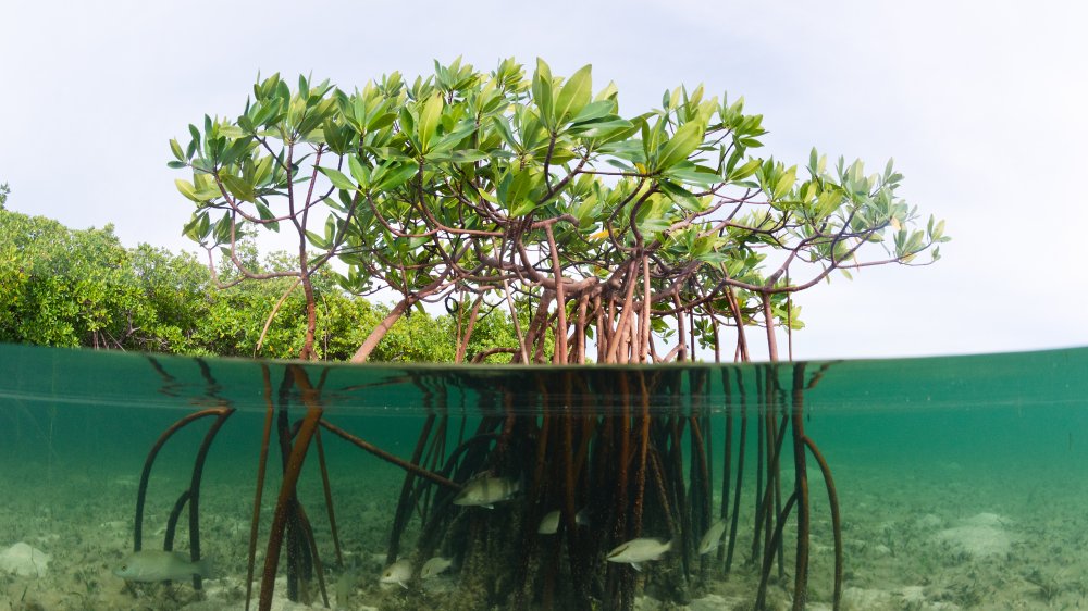 South Bimini mangrove