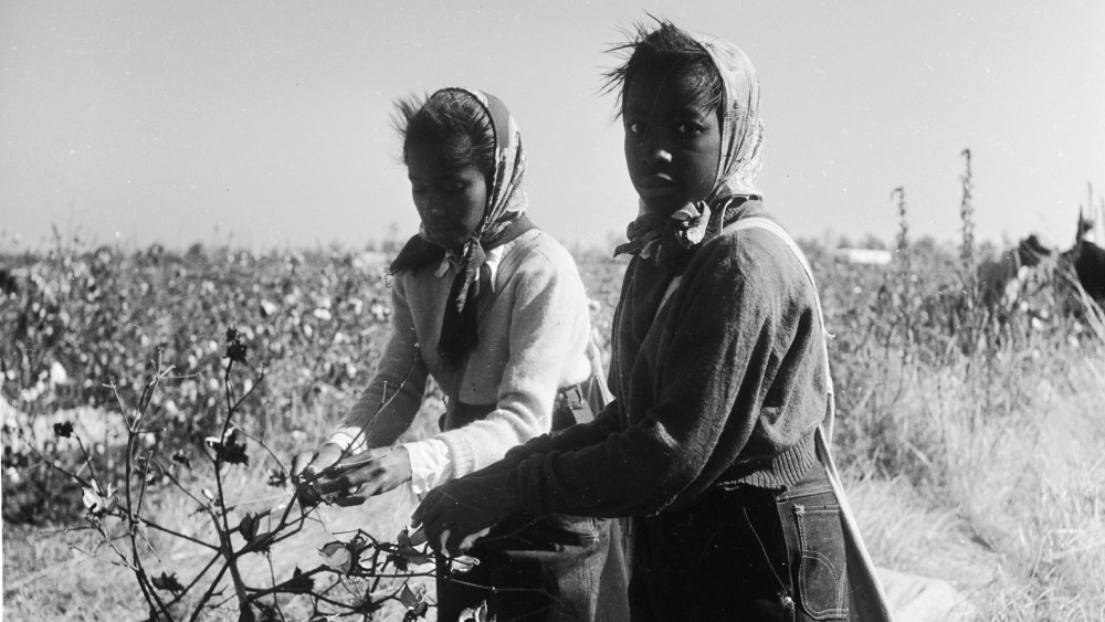 November 1950, Girls picking cotton in Mississippi