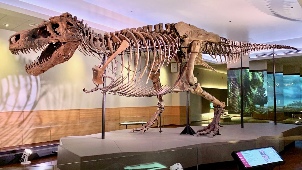 Sue on display in the Field Museum in 2019