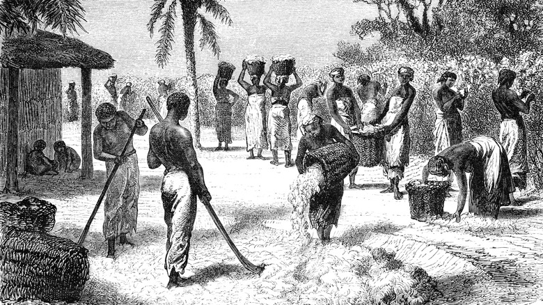 Slaves working in cotton farm