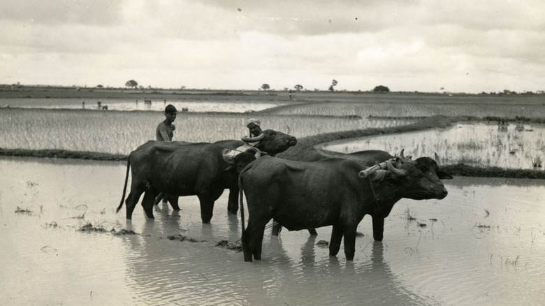rice farming during Bengal famine 1943