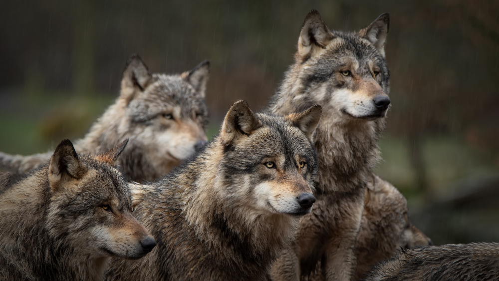 wolf pack on the hunt