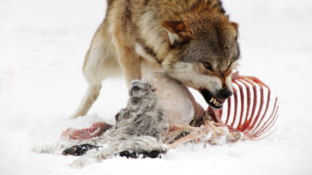 wolf eating meat