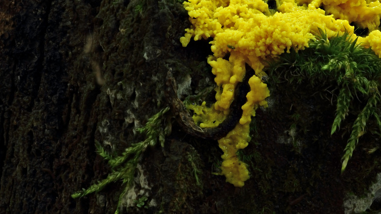 Yellow slim mold growing on a tree