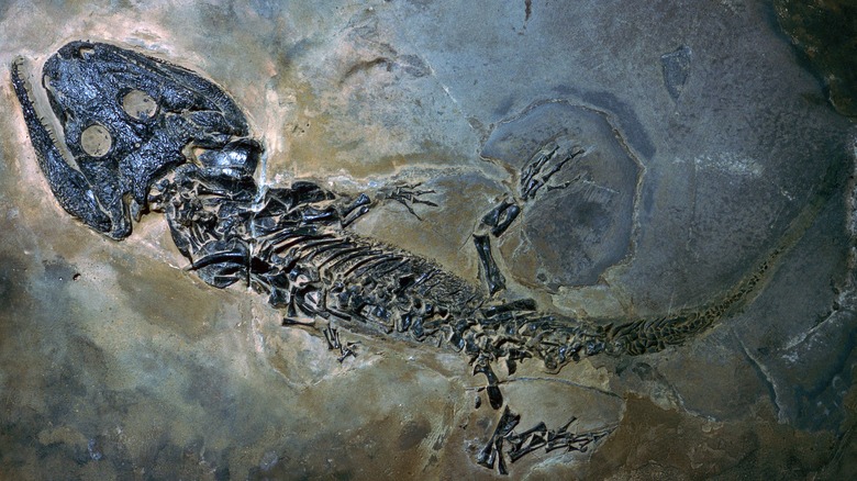 Photo of fossilized amphibian 