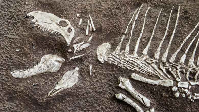 Photo of fossil of Permian species with winged back 