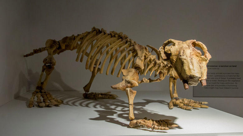 Complete skeleton of Lystrosaurus