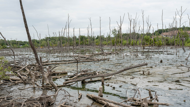 Bare forest in a pond destroyed by acid rain 