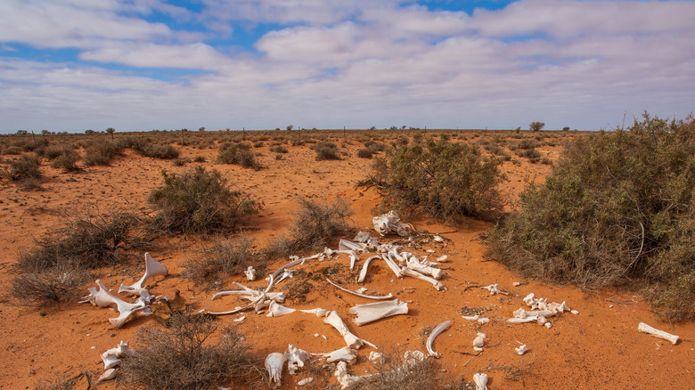 Bones in the desert