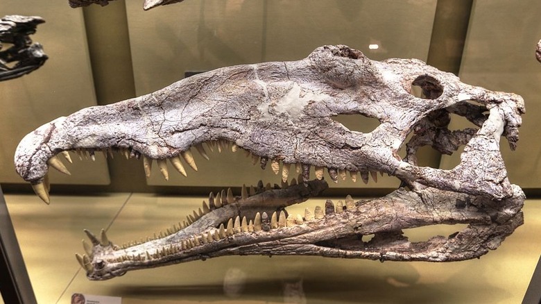 Phytosaur fossil