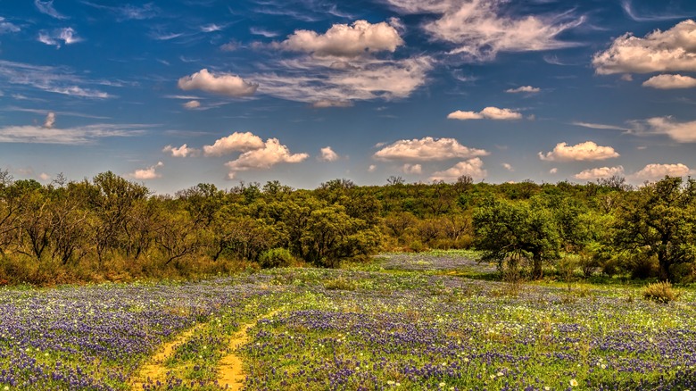 Texas countryside
