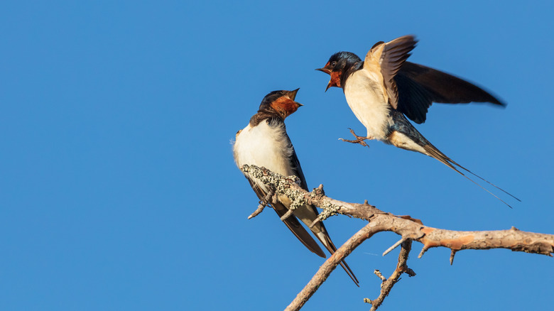 A pair of barn swallows