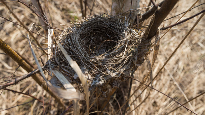Abandoned nest in the exclusion zone
