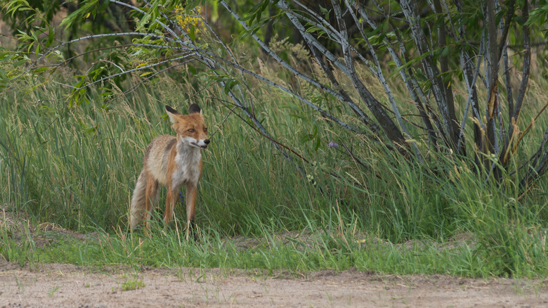 Fox in the exclusion zone