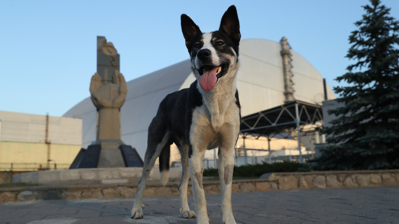 Feral dog near the reactor