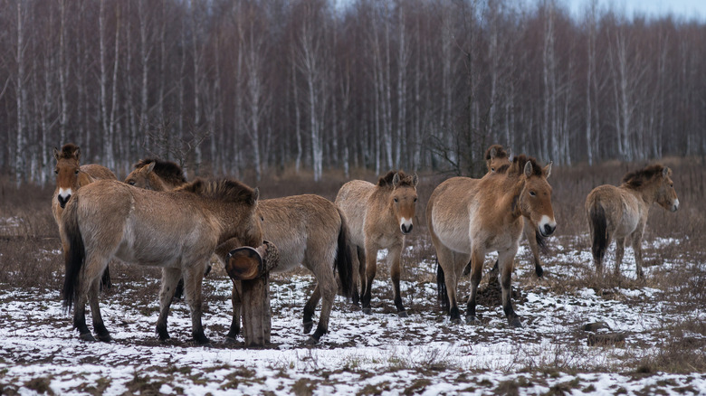 Przewalski's horses in the exclusion zone