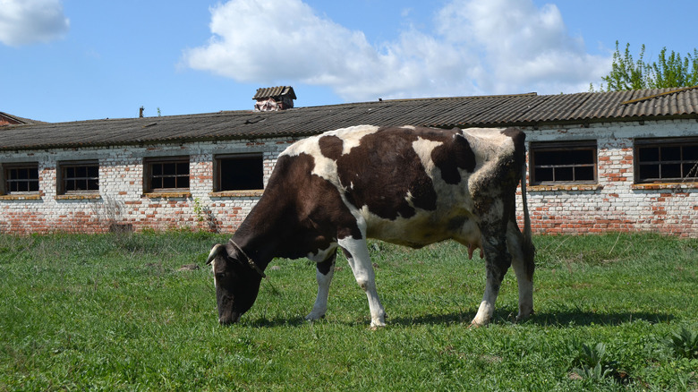 Cow near Chernobyl 