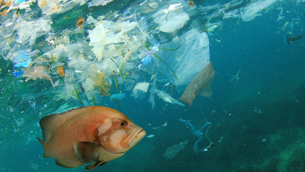 ocean garbage
