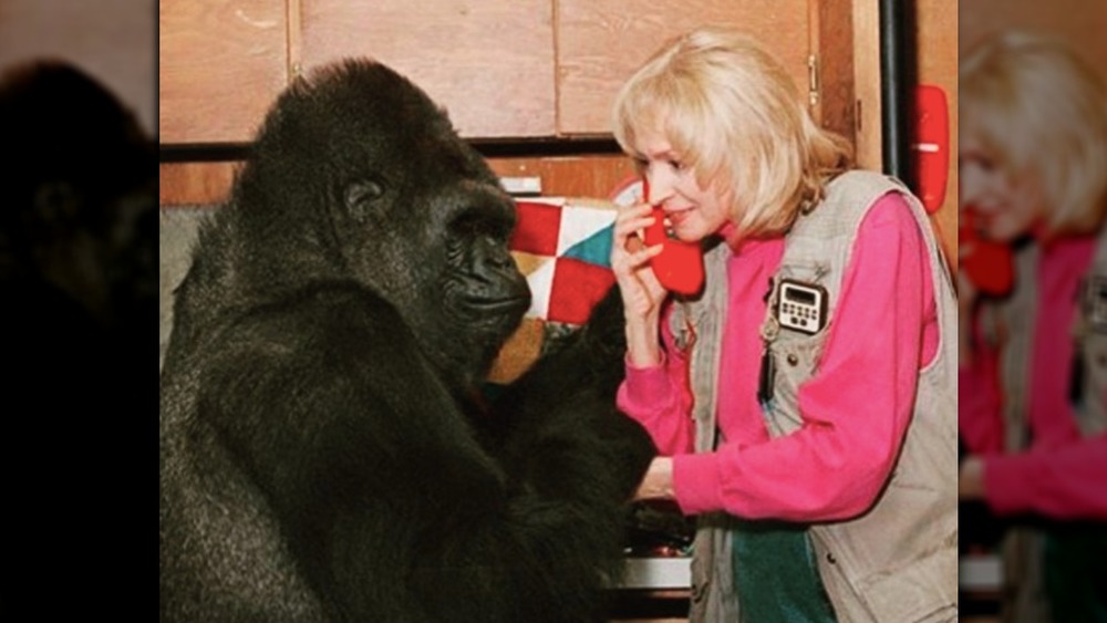 Koko and researcher
