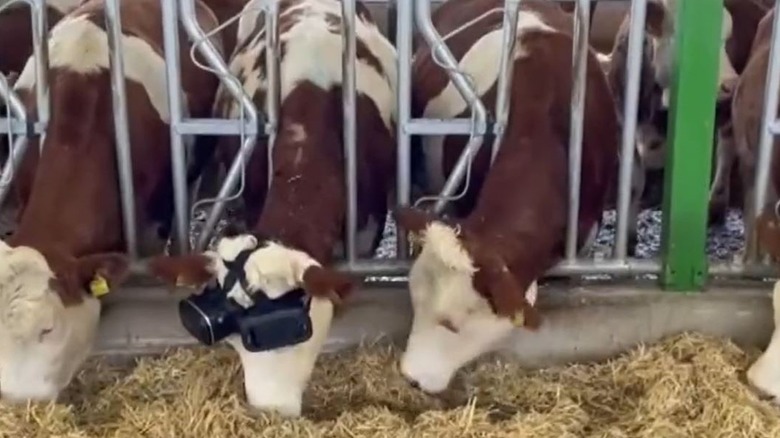Dairy cows in a pen