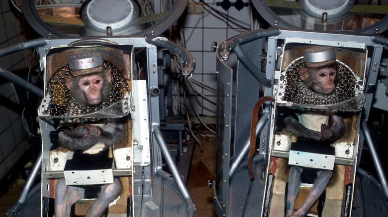 two monkeys pre-flight