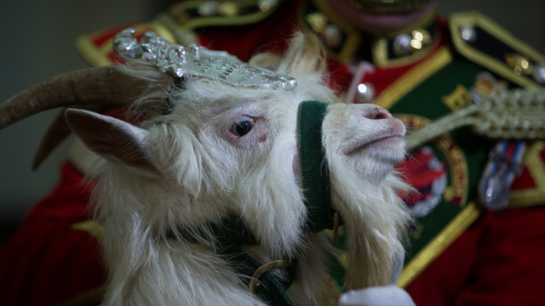The Royal Welsh regiment goat