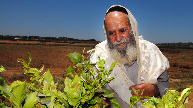 Orthodox Jewish farmer in Israel