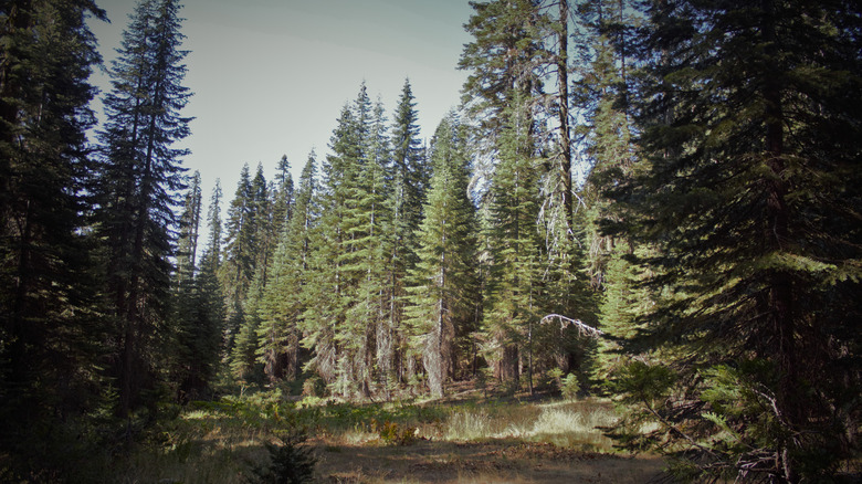 Heavily wooded area Plumas National Forest