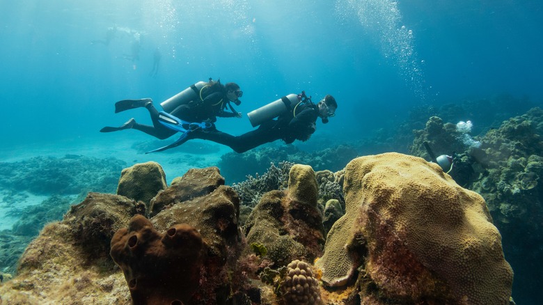 Scuba divers in a coral reef