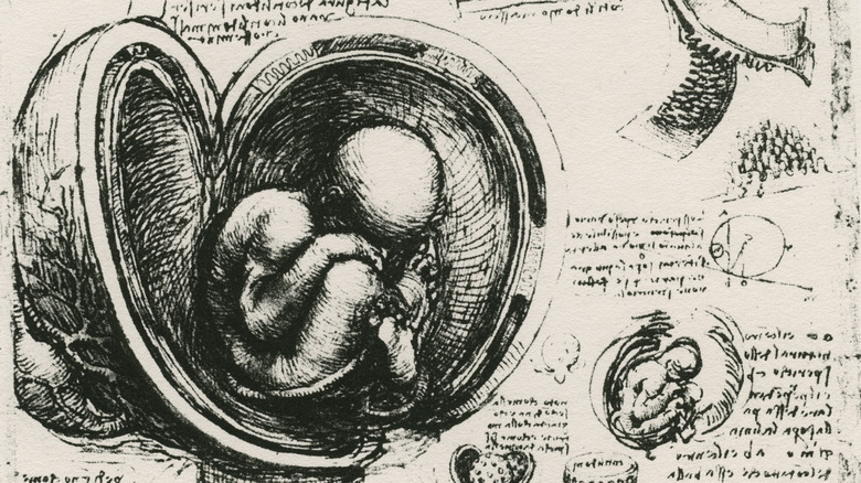 Sketch of fetus