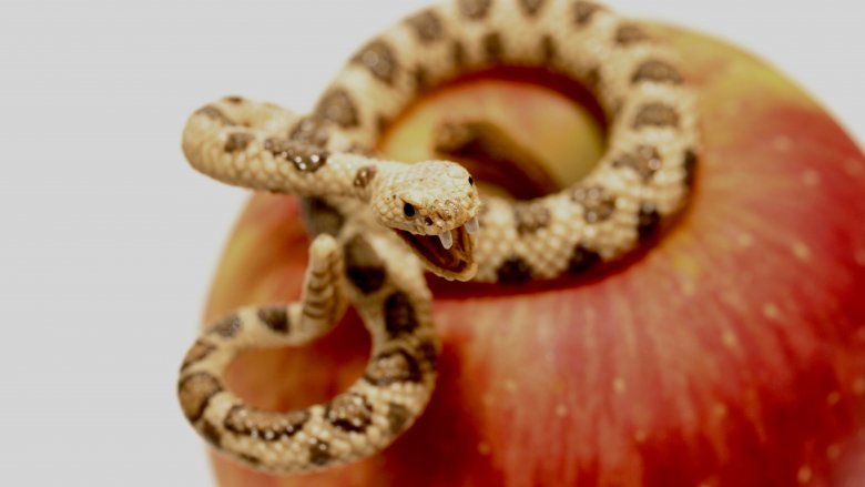 snake, apple