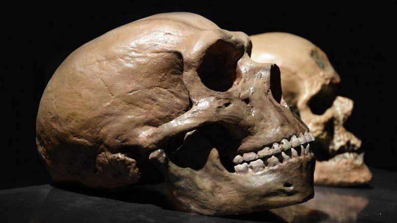 neanderthal skull